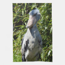 Shoebill (Balaeniceps rex)