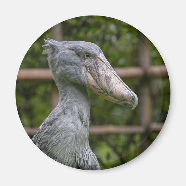Shoebill (Balaeniceps rex) Magnet (Framsidan)