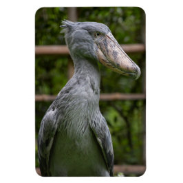 Shoebill (Balaeniceps rex) Magnet