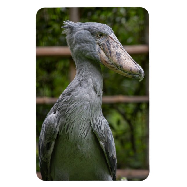 Shoebill (Balaeniceps rex) Magnet (Vertikal)