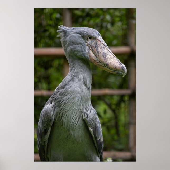 Shoebill (Balaeniceps rex) Poster (Framsidan)