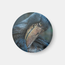 Shoebill