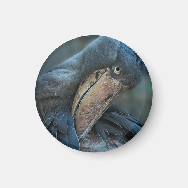 Shoebill Magnet (Framsidan)