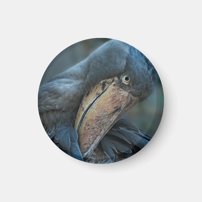Shoebill Magnet (Framsidan)