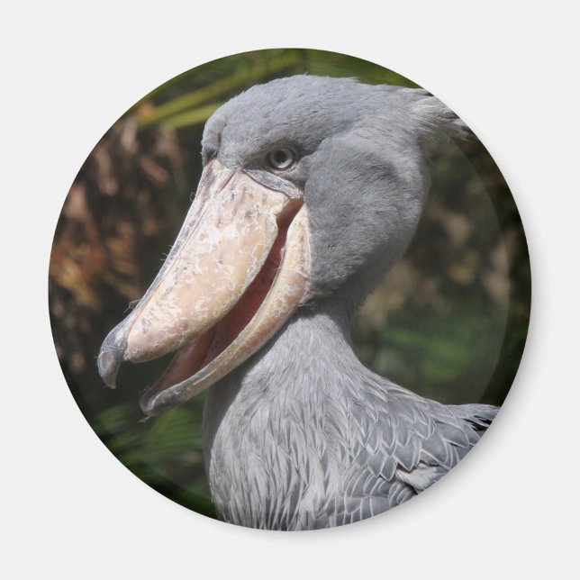 Shoebill Magnet (Framsidan)