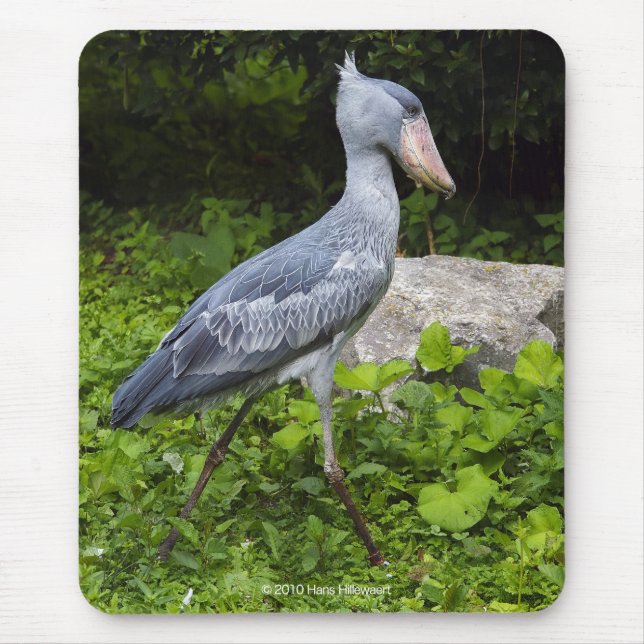 Shoebill Musmatta (Framsidan)