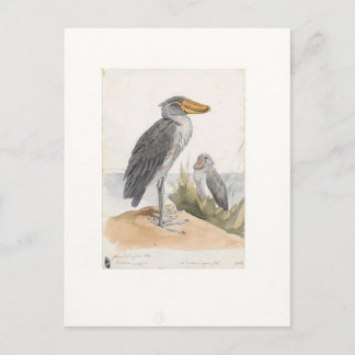 Shoebill Stork 1887 Print Zoologica Amsterdam Vykort