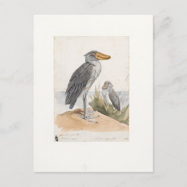 Shoebill Stork 1887 Print Zoologica Amsterdam Vykort (Framsida)
