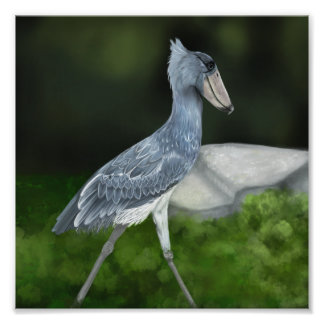 Shoebill Stork Bird Photo Print Fototryck