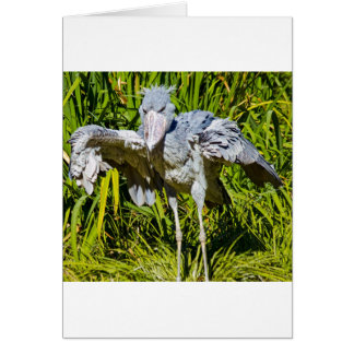 Shoebill Stork Hälsningskort