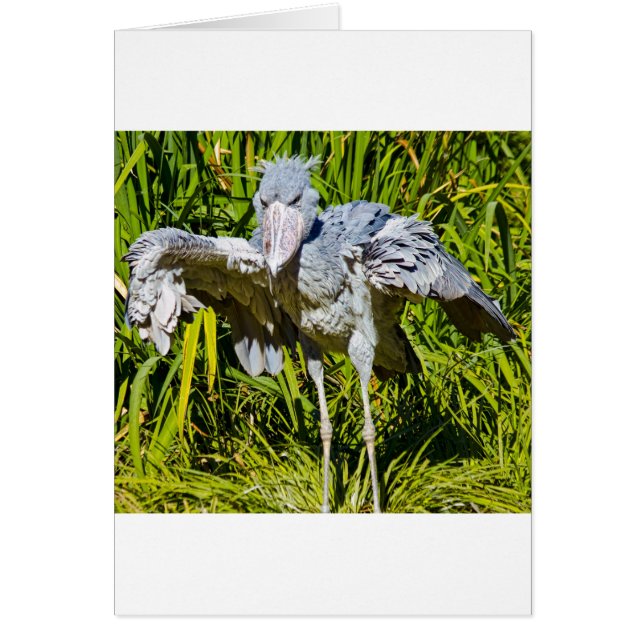 Shoebill Stork Hälsningskort (Framsidan)