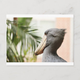 Shoebill Stork Vykort