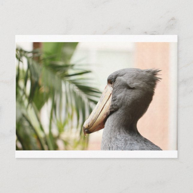 Shoebill Stork Vykort (Framsida)