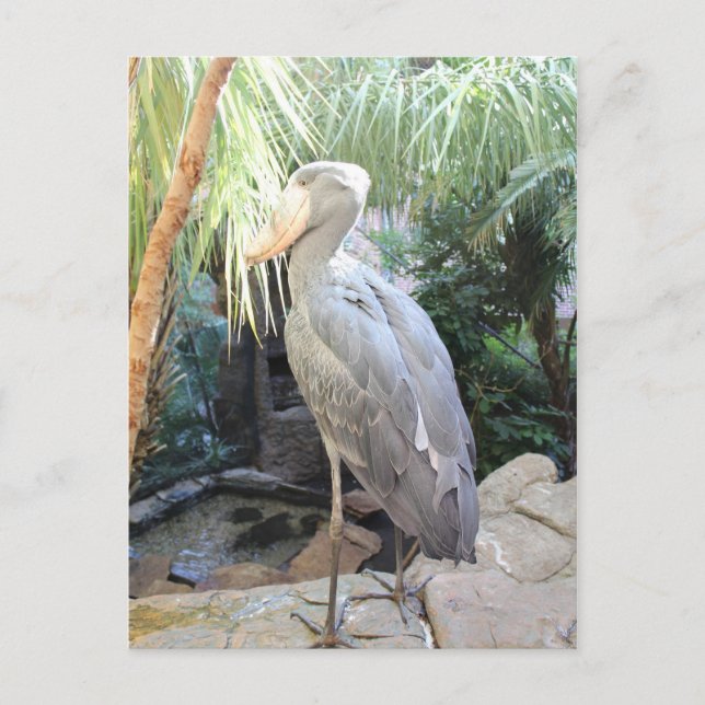 Shoebill Stork Vykort (Framsida)