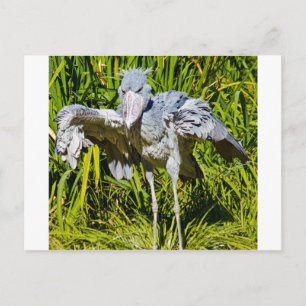Shoebill Stork Vykort