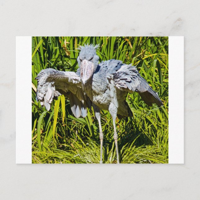 Shoebill Stork Vykort (Framsida)