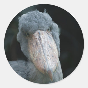 Shoebill's Charm Runt Klistermärke