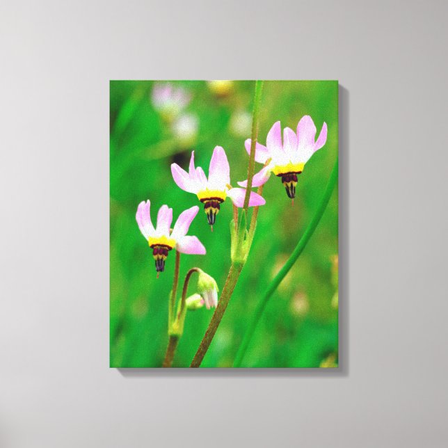 Shooting Star-vilda blommor i Mission Trails Park Canvastryck (Framsida)