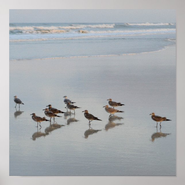 Shore Birds Poster (Framsidan)