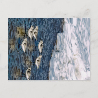 Shore Birds Vykort