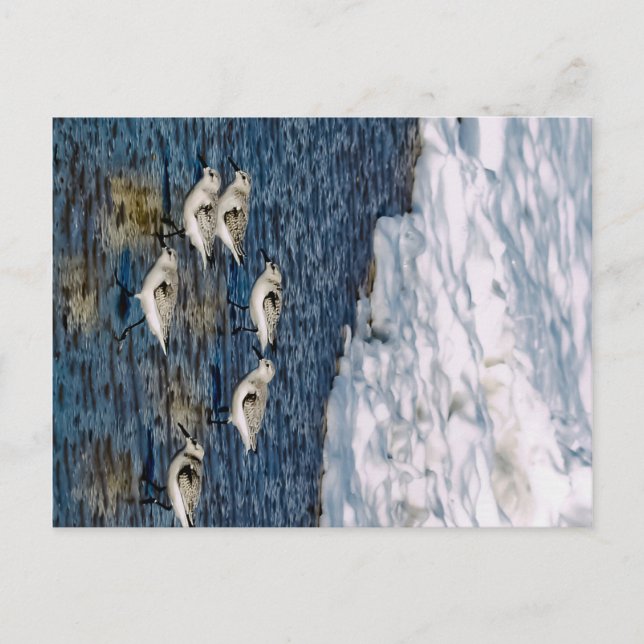 Shore Birds Vykort (Framsida)