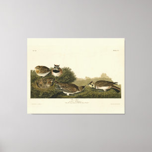 Shore Lark (Horned Lark) Audubon Birds of America Canvastryck
