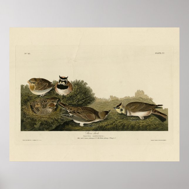 Shore Lark (Horned Lark) Audubon Birds of America Poster (Framsidan)