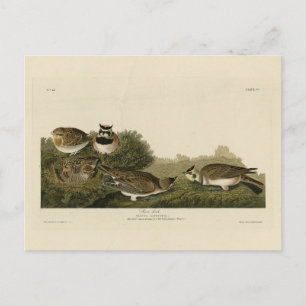 Shore Lark (Horned Lark) Audubon Birds of America Vykort