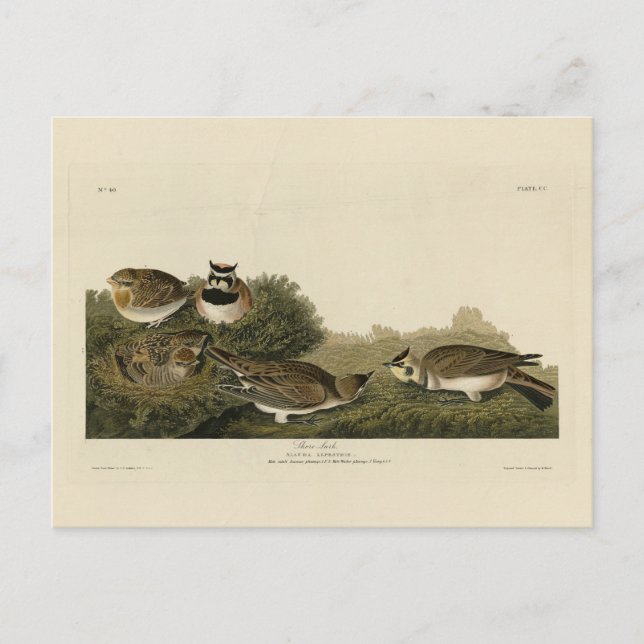 Shore Lark (Horned Lark) Audubon Birds of America Vykort (Framsida)