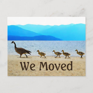 Shore Patrol Canada Geese Meddelande Vykort