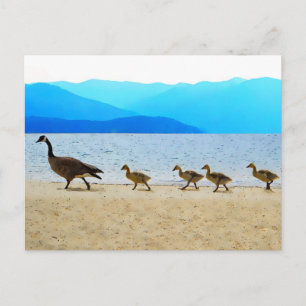 Shore Patrol Canada Geese Vykort