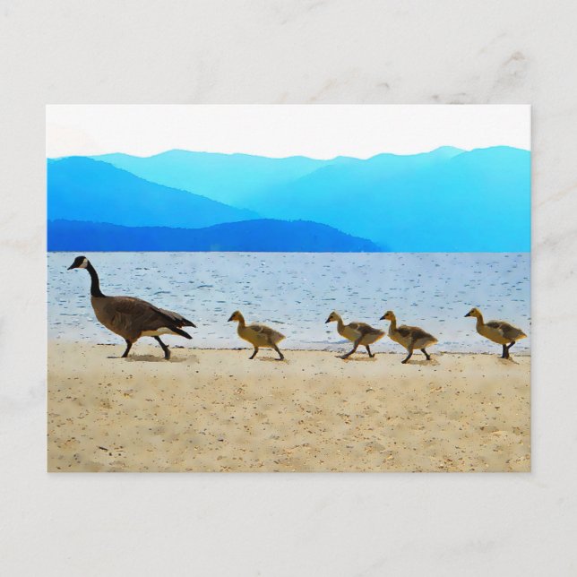 Shore Patrol Canada Geese Vykort (Framsida)