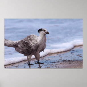 Shorebird Archaeopteryx Poster