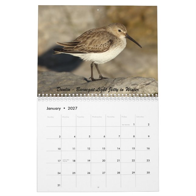 Shorebirds av nytt - jersey kalender (Jan 2027)