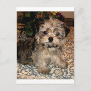 Shorkie Puppy Vykort