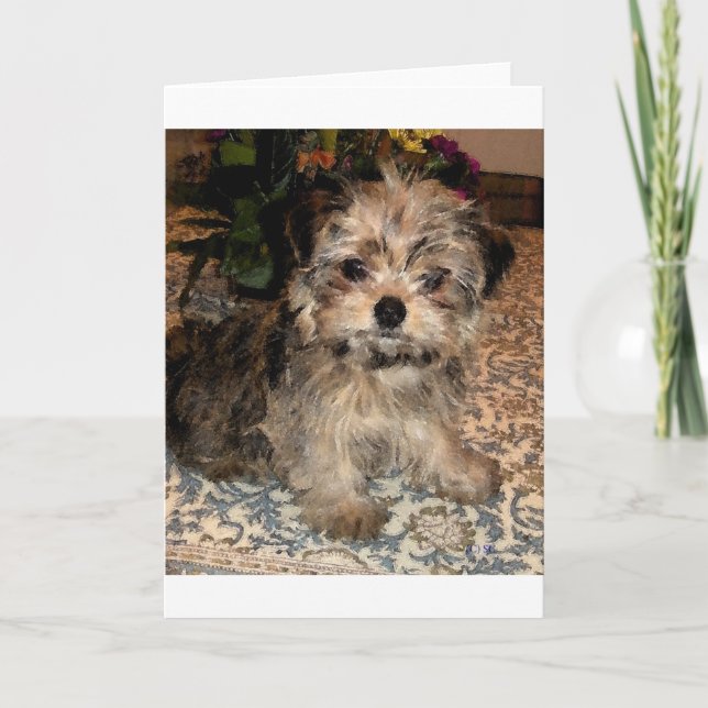 Shorkie valp kort (Framsida)