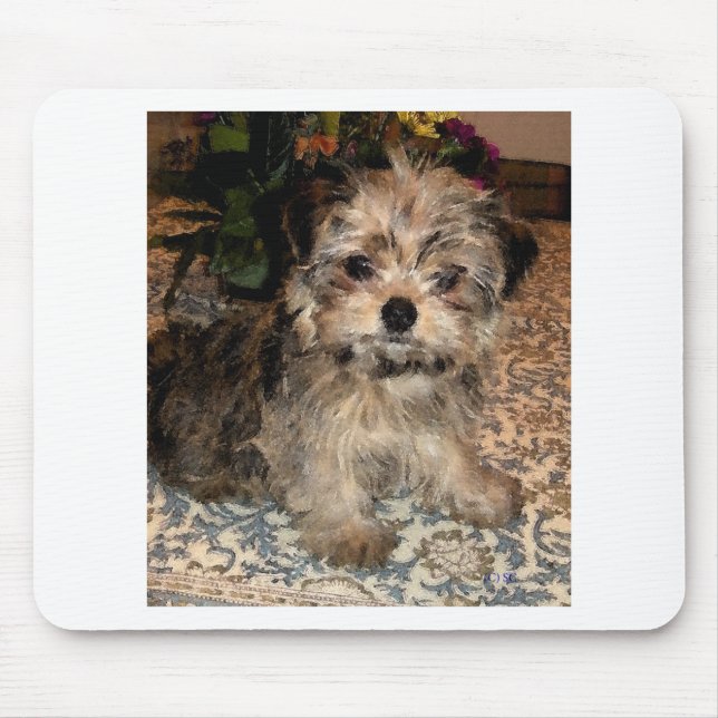 Shorkie valp musmatta (Framsidan)