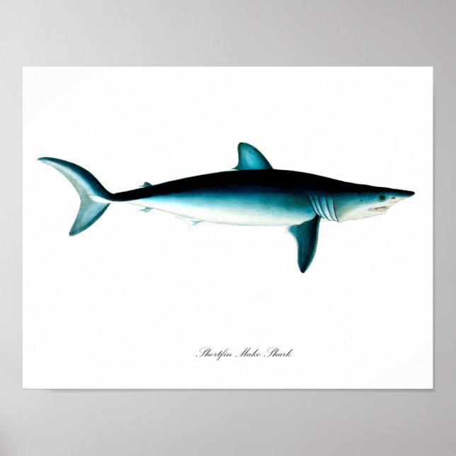 Shortfin Mako Shark Poster Art Print nr 4 (Framsidan)