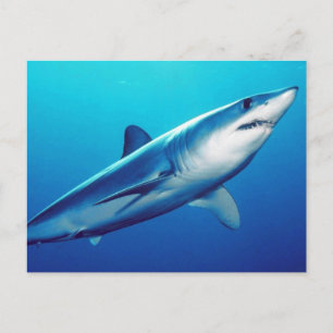 Shortfin Mako Shark Vykort