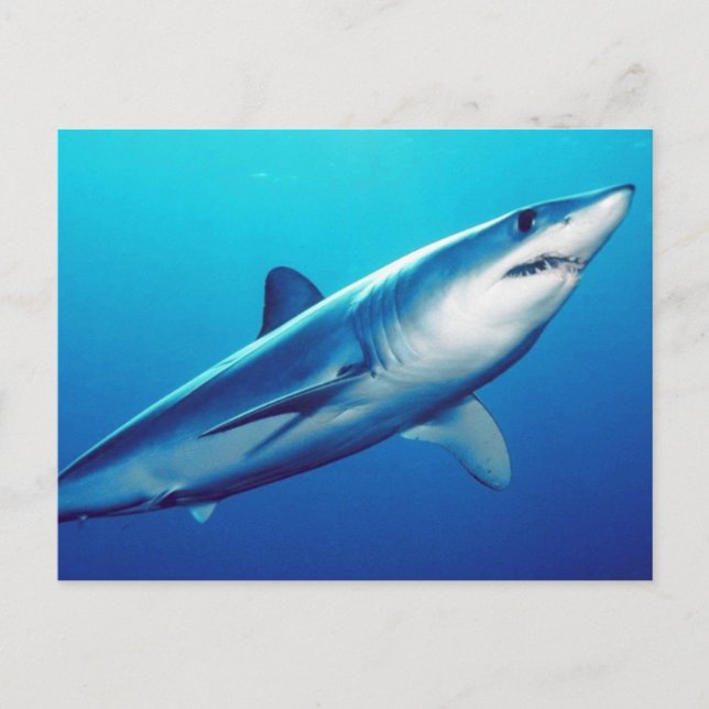 Shortfin Mako Shark Vykort (Framsida)