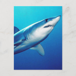 Shortfin Mako Shark Vykort