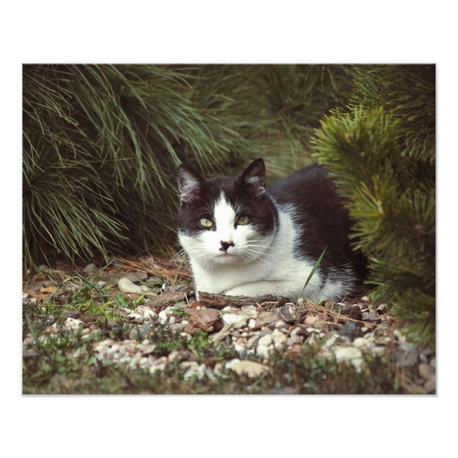 Shorthair Cat - Foto (Framsidan)