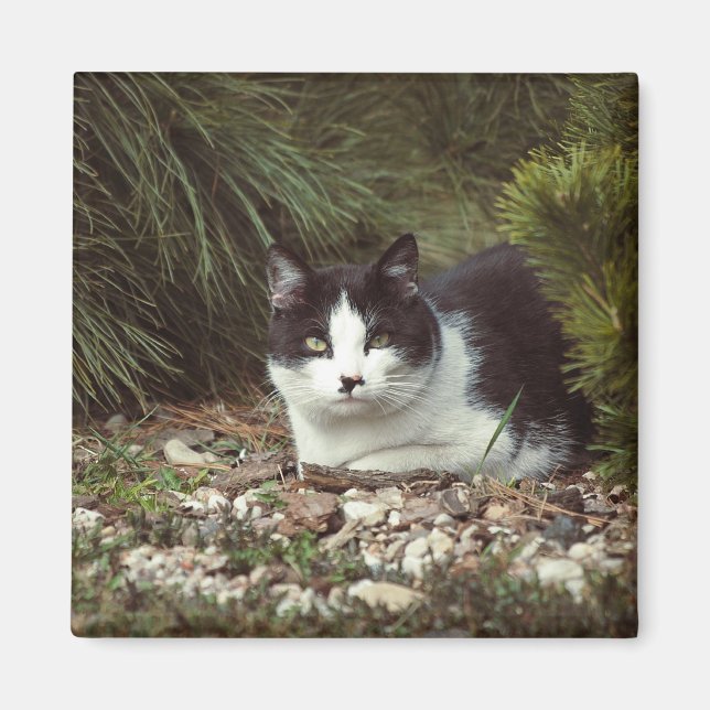 Shorthair Cat - Magnet (Framsidan)