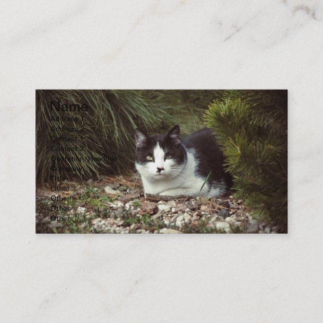 Shorthair Cat - visitkort (Framsida)