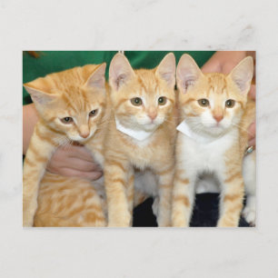 Shorthair Orange Tabby Kittens Postcards Vykort