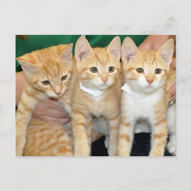 Shorthair Orange Tabby Kittens Postcards Vykort (Framsida)