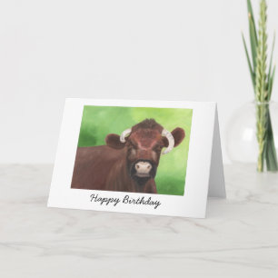 Shorthorn Bull Birthday Card Kort