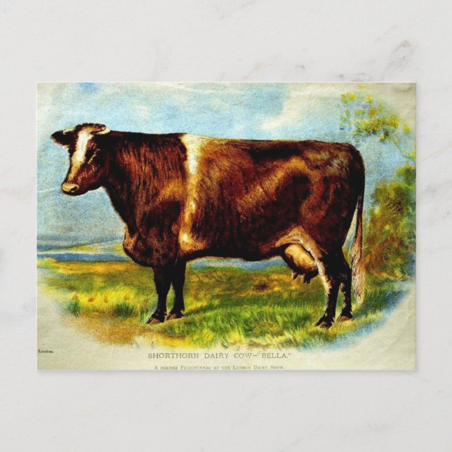 Shorthorn Dairy Cow Lithography 1904 Vykort (Framsida)