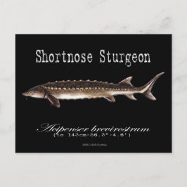 Shortnos Sturgeon-Black-Postcard Vykort