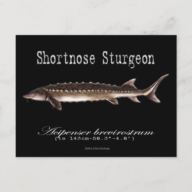 Shortnos Sturgeon-Black-Postcard Vykort (Framsida)